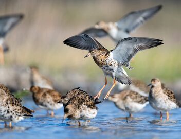 Oiseaux migrateurs : Sur les ailes du voyage