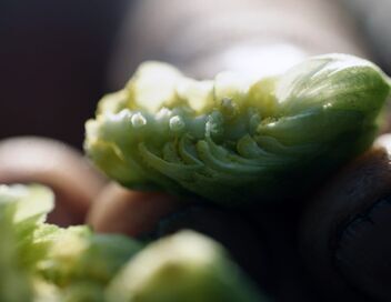 Le houblon du Hallertau en Allemagne