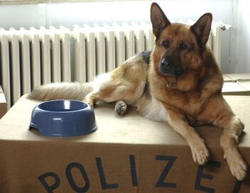 Rex, chien flic
