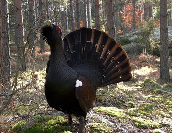 Småland, le royaume des animaux sauvages