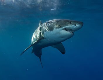Caméras espions au coeur des océans