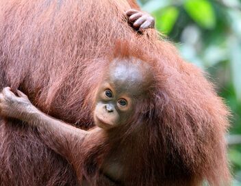 Orangs-outans : nos frères de la forêt