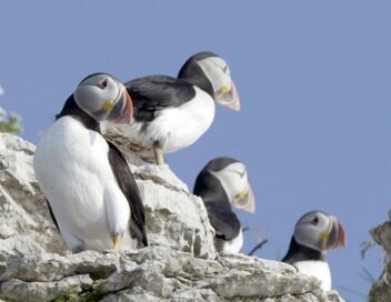 Les parcs nationaux canadiens