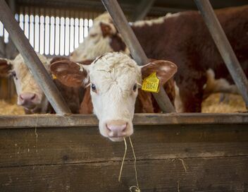La vie cachée des animaux de la ferme