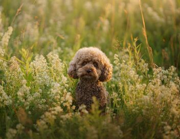 Chiens hors de contrôle : un dresseur à la rescousse