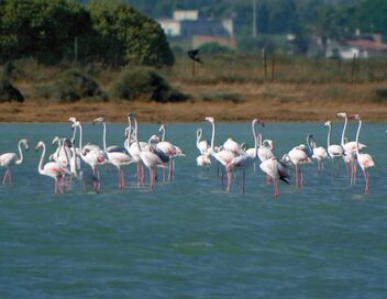 Les îles italiennes
