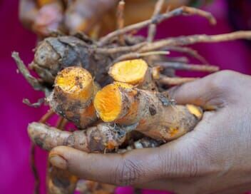 Curcuma, une épice en or