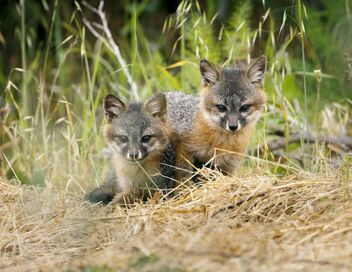 Le renard qui a sauvé son île