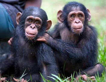 Jane Goodall et les chimpanzés de Tchimpounga