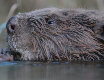 Castor, la force de la nature