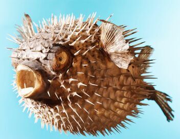 Merveilles de la vie sous-marine