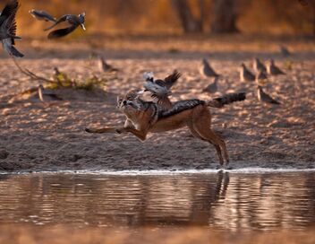 La grande famille des chiens