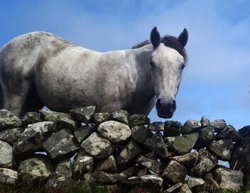 Le poney Connemara, une légende irlandaise