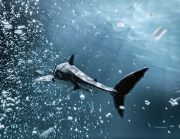 La dernière plongée