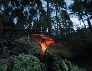 Le monde extraordinaire des champignons