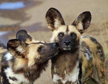 Sur la piste des chiens sauvages d'Afrique