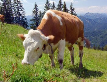 Les Préalpes bavaroises : Un sanctuaire pour la faune