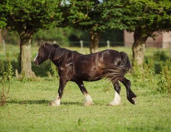 Au galop ! Une saison à cheval