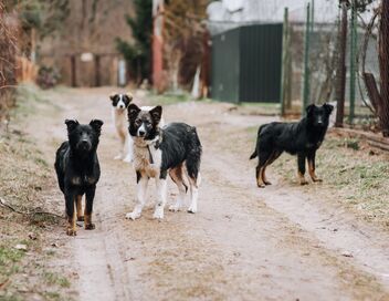 En Turquie, les chiens errants dans le viseur