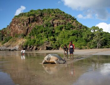 Des baleines, des tortues et des hommes
