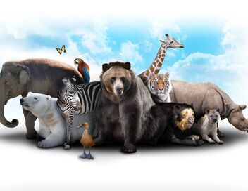 Histoires de lionnes
