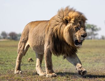 Sur la terre des grands félins