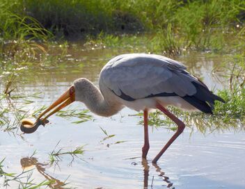 Une oasis sauvage au Kenya : Le temps de l'abondance