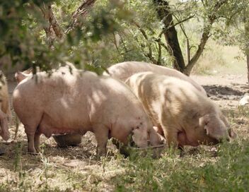 Jambon, lard et la manière