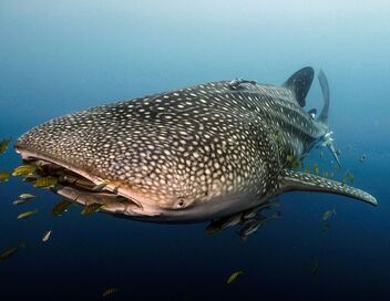 Le long voyage d'un requin-baleine