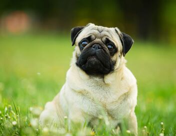 Dog House : un chien pour la vie