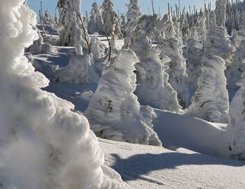 Voyage au coeur de nos forêts