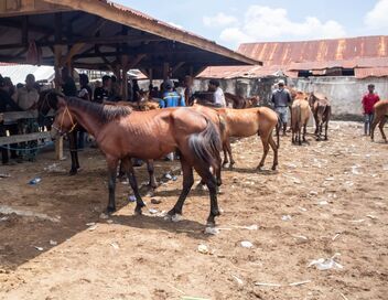 Roumanie : les marchés aux chevaux contestés