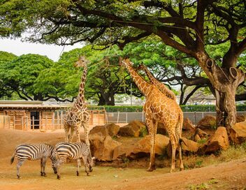 Une saison au zoo