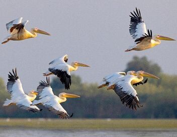 Le delta du Danube : Un paradis aux frontières de l'Europe