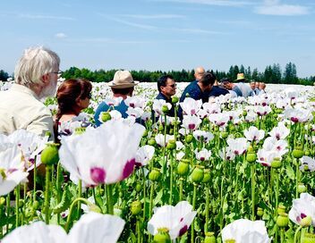 Des agriculteurs tchèques sauvent leur pavot