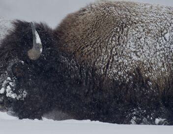 Yellowstone : Nature extrême
