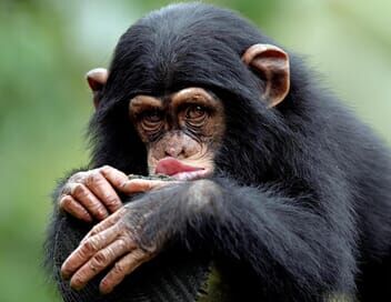 Le regard du singe