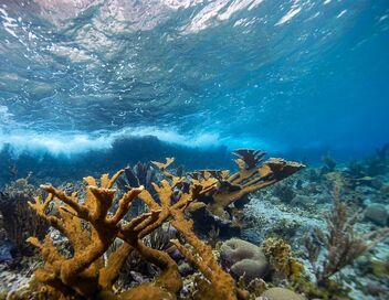 Des mains vertes pour la nature