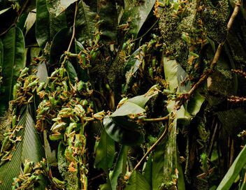 Les animaux, sauveurs des forêts tropicales