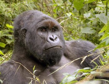 Virunga, les gorilles en péril