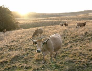 Toi l'Auvergnat, quand tu mangeras !