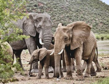 Un train au coeur des merveilles africaines : De Dar es Salam aux chutes Victoriae