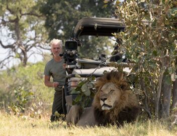 Sur la terre des grands félins
