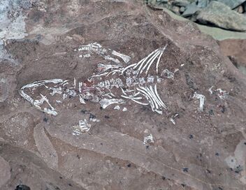 Les dinosaures du Pôle Sud