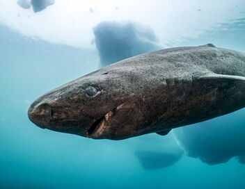 Le Groenland : exploration en terre sauvage