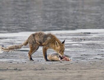 Le monde secret des animaux