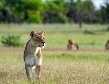 Les miracles du delta de l'Okavango