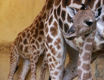 Une saison au zoo