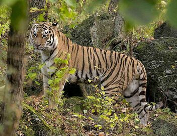 Le grand retour du tigre de Sibérie