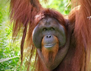 Orangs-outans : nos frères de la forêt